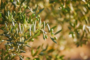 Güney Fransa 'nın Provence kentinde Temmuz ortasında zeytin ağaçları
