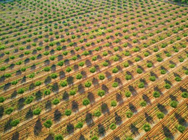 Provence, Güney Fransa 'daki sıra sıra meyve ağaçlarının insansız hava aracı görüntüsü