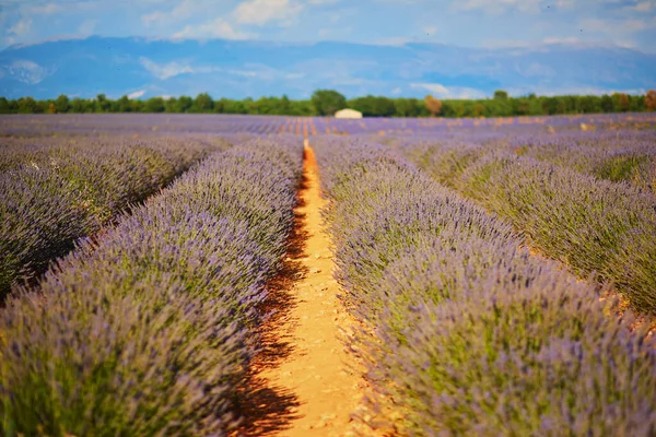 Scenic View Lavender Field Middle July Valensole Provence France — Fotografia de Stock