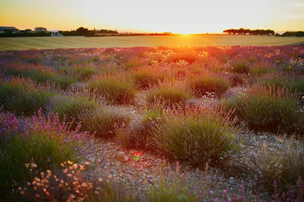 Scenic View Lavender Field Sunset Middle July Valensole Provence France — Stock Photo, Image