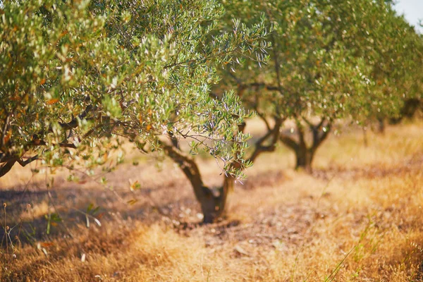 Olive Trees Middle July Provence South France — Photo
