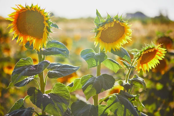 Закриття Соняшникових Квітів Полі Провансі Південна Франція — стокове фото