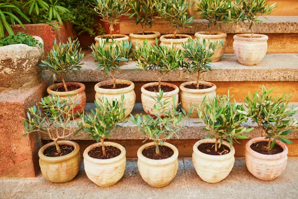 Small Olive Trees Clay Pots Street Market Gordes Provence Southern — Zdjęcie stockowe