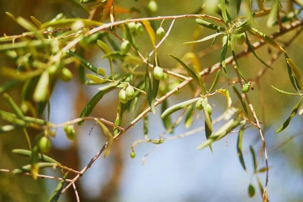 Olive Trees Middle July Provence South France — Fotografia de Stock