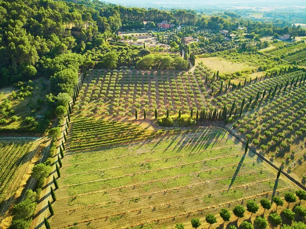 Aerial Scenic Mediterranean Landscape Cypresses Olive Trees Vineyards Provence Southern — Stock fotografie