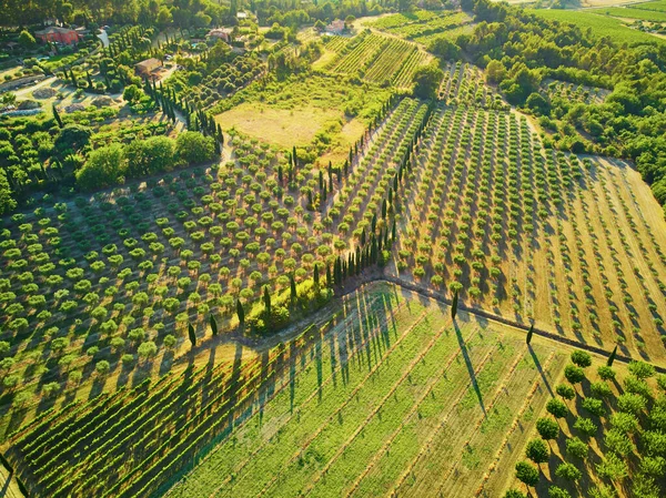 Aerial Scenic Mediterranean Landscape Cypresses Olive Trees Vineyards Provence Southern — Stock Photo, Image