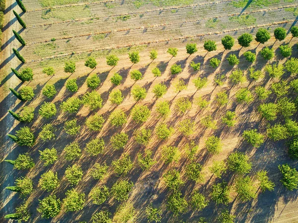 Aerial drone view of rows of fruit trees in Provence, Southern France