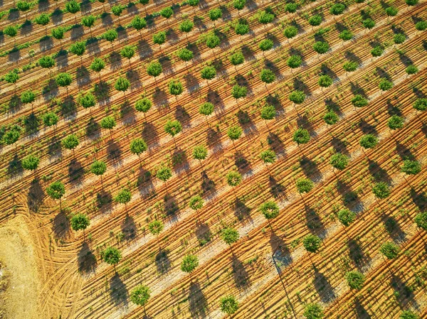 Aerial Drone View Rows Fruit Trees Provence Southern France — Foto de Stock
