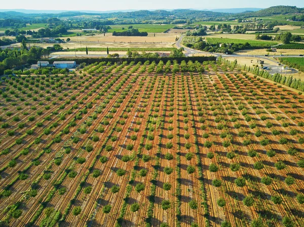 Aerial drone view of rows of fruit trees in Provence, Southern France