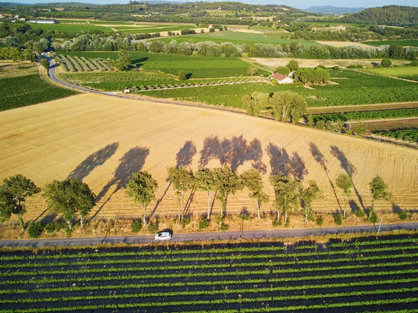 Aerial Scenic Mediterranean Landscape Cypresses Olive Trees Vineyards Provence Southern — Stok fotoğraf