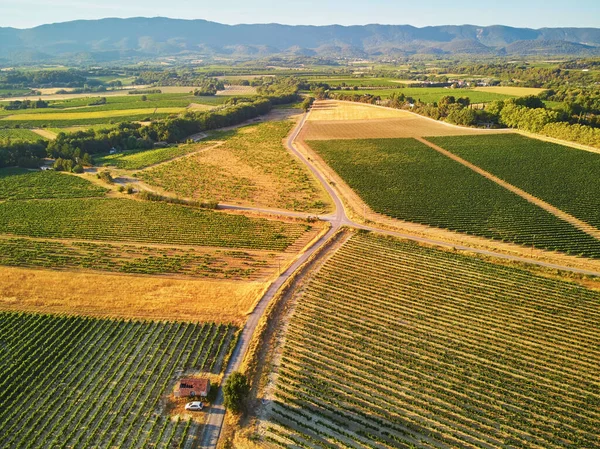 Aerial Scenic Mediterranean Landscape Cypresses Olive Trees Vineyards Provence Southern — Stock fotografie