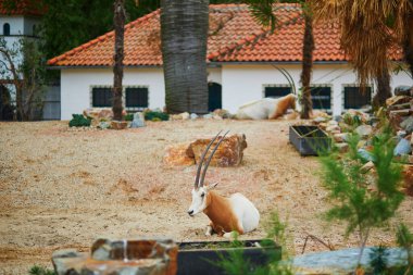 Antelopes resting outdoors in a zoo or safari park