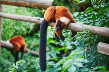 Red ruffed lemurs, native to Madagascar, resting on the branch