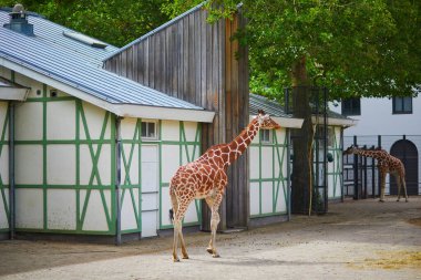 Giraffe walking outdoors on zoo or safari park