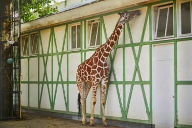 Giraffe walking outdoors on zoo or safari park