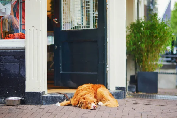 Large dog lying in front of entrance to a building in Amsterdam, the Netherlands