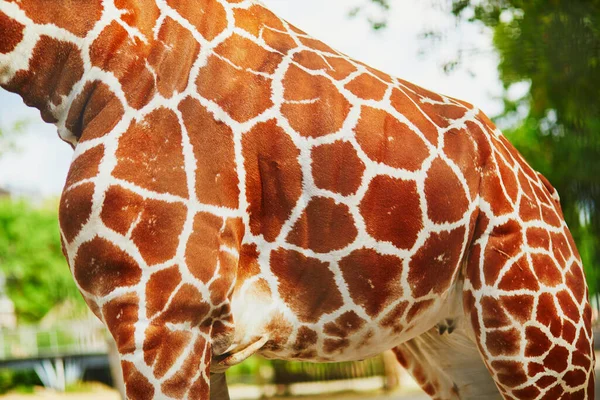 Closeup of giraffe hide. Animals in zoo or safari park