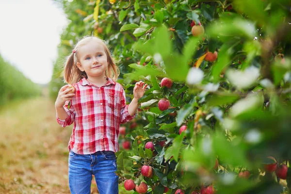 Urocza Przedszkolanka Czerwono Białej Koszuli Zbierająca Czerwone Dojrzałe Organiczne Jabłka — Zdjęcie stockowe