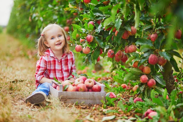 Adorable Preschooler Girl Red White Shirt Picking Red Ripe Organic — Stock Photo, Image
