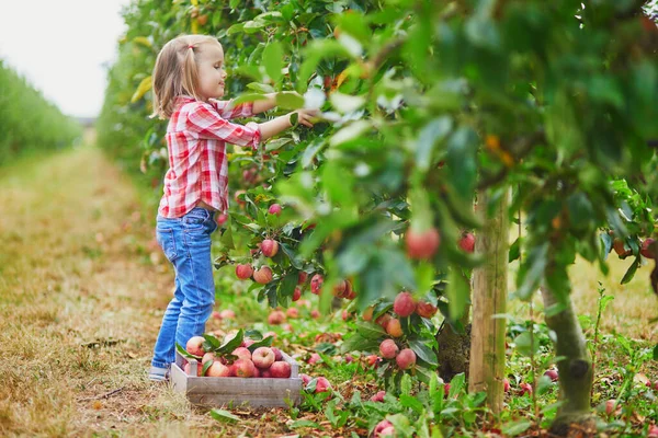 Urocza Przedszkolanka Czerwono Białej Koszuli Zbierająca Czerwone Dojrzałe Organiczne Jabłka — Zdjęcie stockowe