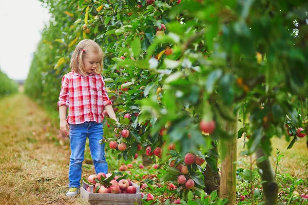 Urocza Przedszkolanka Czerwono Białej Koszuli Zbierająca Czerwone Dojrzałe Organiczne Jabłka — Zdjęcie stockowe