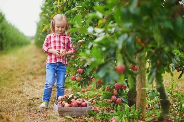 Urocza Przedszkolanka Czerwono Białej Koszuli Zbierająca Czerwone Dojrzałe Organiczne Jabłka — Zdjęcie stockowe