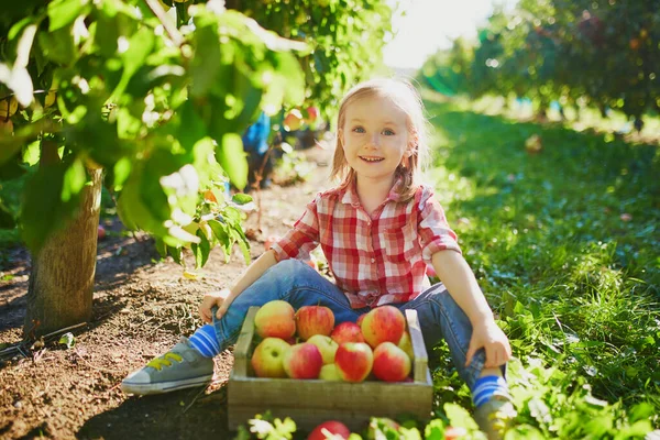 Adorabile Bambina Camicia Rossa Bianca Che Raccoglie Mele Biologiche Mature — Foto Stock