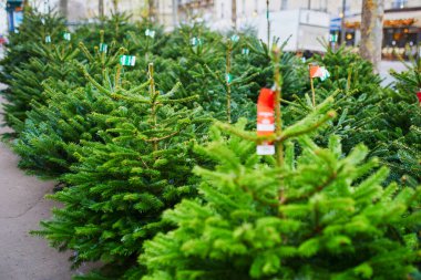 Piyasada bir sürü Noel ağacı var. Satılık yeşil köknar ağaçları. Yılbaşını ve yeni yılı evde kutluyoruz.