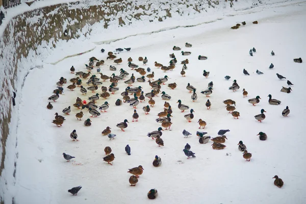 Grande Bando Patos Congelados Gelo São Petersburgo Rússia — Fotografia de Stock