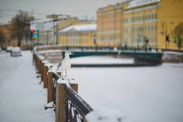 Набережная Реки Мойка Холодный Снежный Зимний День Санкт Петербурге — стоковое фото