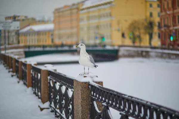 Moyka River Embankment Cold Snowy Winter Day Saint Petersburg Russia — Stock Photo, Image
