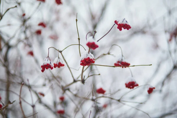 Arándanos Rojos Maduros Cubiertos Nieve Día Invierno — Foto de Stock