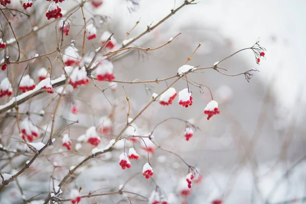 Cinzas Vermelhas Maduras Cobertas Neve Dia Inverno — Fotografia de Stock
