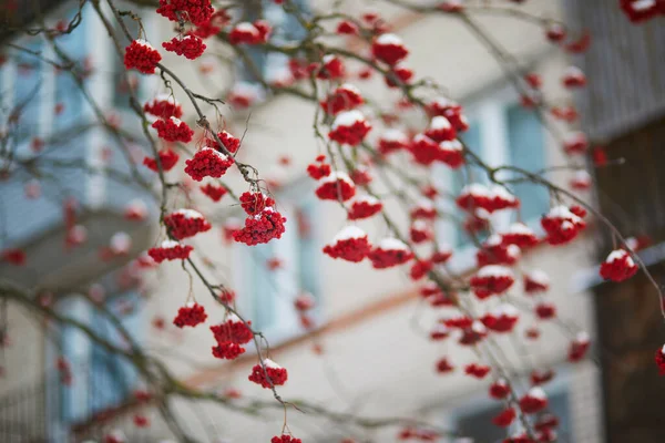 冬の日に雪で覆われた赤い熟したアシュリー — ストック写真