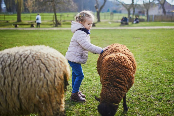 Menina Adorável Brincando Com Cabras Ovelhas Fazenda Criança Familiarizando Com — Fotografia de Stock