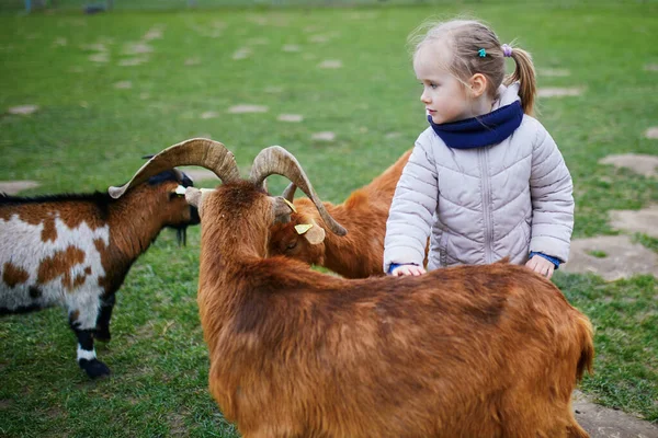 Adorable Niña Jugando Con Cabras Ovejas Granja Niña Familiarizándose Con —  Fotos de Stock