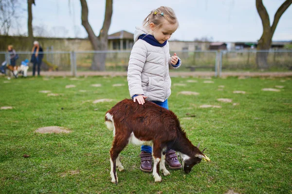 Menina Adorável Brincando Com Cabras Ovelhas Fazenda Criança Familiarizando Com — Fotografia de Stock