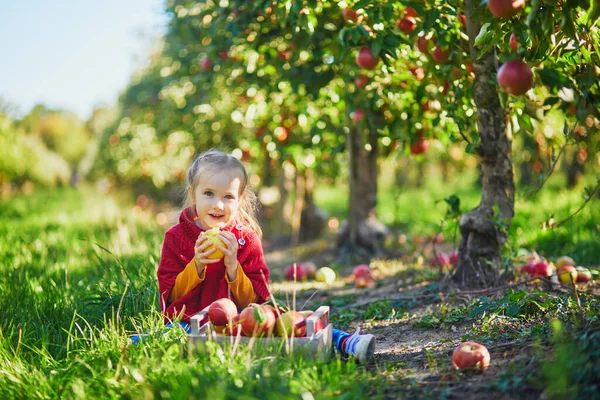 Adorable Niña Edad Preescolar Recogiendo Manzanas Orgánicas Maduras Rojas Amarillas —  Fotos de Stock