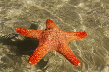 Yüzme yıldız gemisi.