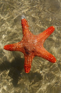 kırmızı deniz yıldızı.