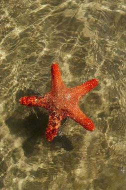 Denizde denizyıldızı.