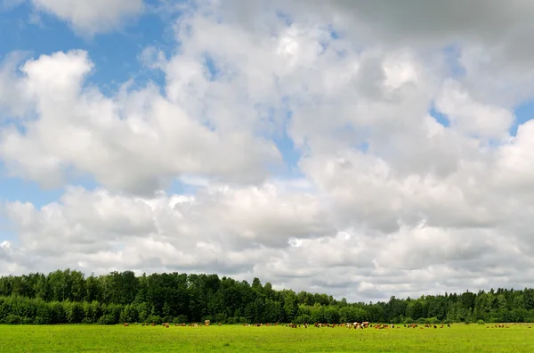 Sommarlandskap. — Stockfoto