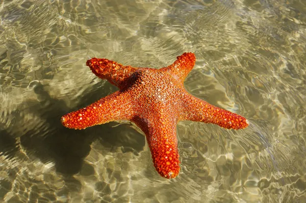 Sjöstjärna på vattnet. — Stockfoto