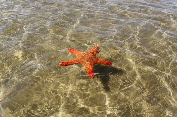 Zwemmen starfish. — Stockfoto