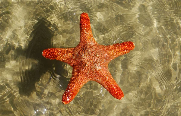 Zwemmen starfish. — Stockfoto