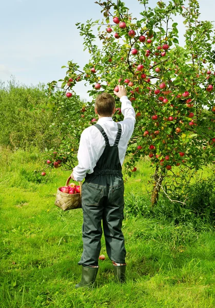 Человек работает в яблоневом саду . — стоковое фото