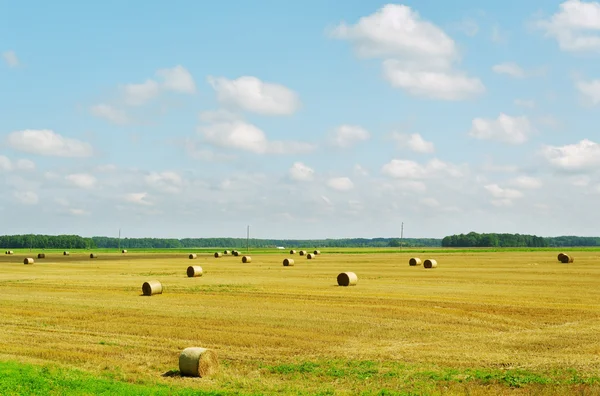 Fält. — Stockfoto