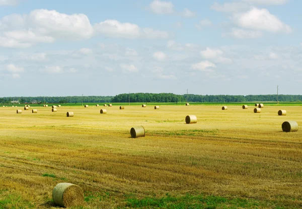 Cultivo de heno . — Foto de Stock