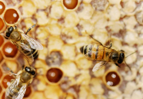 Bijen en honing. — Stockfoto
