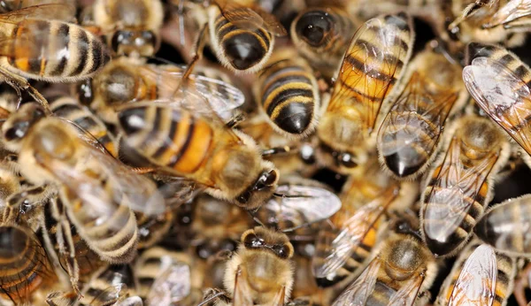 Gesunde Honigbienen. — Stockfoto